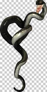 Snake Reptile Vipers Green Anaconda Cobra Png Clipart Anaconda Animals Boa Constrictor Boas Boinae Free Png Downl Snake Reptile Snakes Snake Illustration