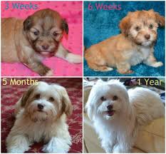 Havanese Are Known For Changing Colors As They Grown Here Is A Perfect Example Of A Chocolate Sable She Is One Of S Havanese Havanese Dogs Havanese Puppies