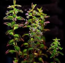 Image result for Rotala tenella