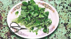 Serve the salmon with a sauce made from watercress. 10 Impressive Health Benefits Of Watercress