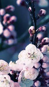Apple Iphone 6s Wallpaper With Cherry Blossom Flower Hd Wallpapers Wallpapers Download High Resolution Wallpapers Cherry Blossom Wallpaper Iphone Cherry Blossom Wallpaper Sakura Flower