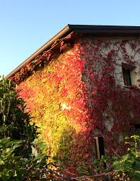 Dal Ben Giardini Workplace In This Period It S Covered With A Wonderful Red Mantle Thanks To The Virginia Creeper Known By Italians As Vite Americana Giardino