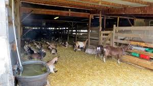 Maybe you would like to learn more about one of these? Suka Menyendiri Pria Kediri Tiba Tiba Datangi Sekitar Kandang Kambing Dikira Ingin Buang Air Besar Halaman All Tribun Madura