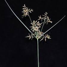 Image result for Cyperus pseudoleptocladus