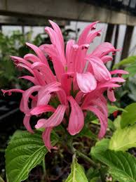 Image result for Justicia striolata