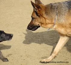 Make sure your german shepherd gets plenty of exercises to keep that excitement down a notch and so they don't become bored and seek attention. German Shepherd Barking Curse Or Blessing