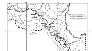 Image result for Crepidorhopalon tenuis