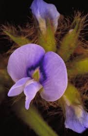 Image result for Calopogonium mucunoides