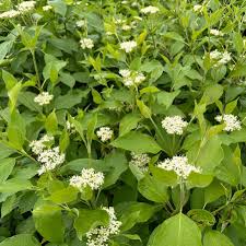 Image result for Cornus
