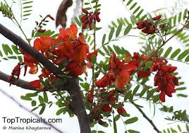 Image result for Sesbania brevipedunculata