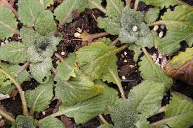 Image result for Haplocarpha