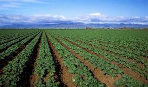 'a compendium of know your crop, its pest problems and control' corn (maize), there are a minimum of six different weeds, four insect species, eight diseases, and three bird species, all of which are pests to that crop. Our Food System Affects Biodiversity Do We Want Monocultures Planet Permaculture