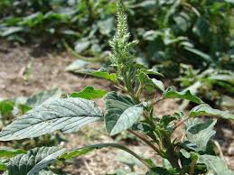 Image result for Amaranthus spinosus
