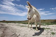 The island is virtually uninhabited. Asinara National Park Wikipedia