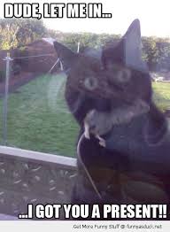 I Got You A Present Cats Crazy Cats Funny Animal Pictures