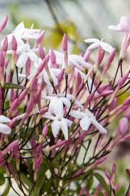 Image result for Jasminum