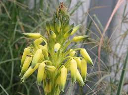 Image result for Aloe cooperi