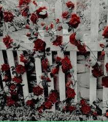 February 17, 2021 by admin. Aesthetic Red Background Images On Favim Com