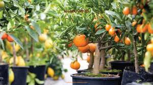 Fruit plants in pots are suitable for fans of fruit plants that do not have a large yard. Tabulampot Tanaman Buah Dalam Pot Indah Dipandang Sedap Juga Dimakan