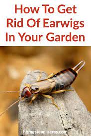 Another way you can kill earwig is to take an empty can of food, fill with half an inch of vegetable oil, add a dash of honey and place where you suspect earwigs live. How To Get Rid Of Earwigs In The Garden Homestead Acres