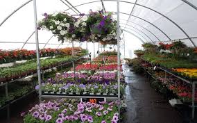 A platform for your all gardening needs. Plant Nurseries In Dubai Zabeel Nursery Garden Centre More Mybayut