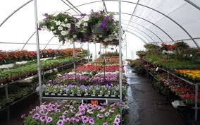 Check spelling or type a new query. Plant Nurseries In Dubai Zabeel Nursery Garden Centre More Mybayut