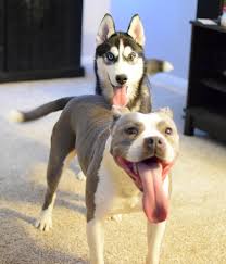 German shorthaired pointer and bluenose pitbull mix puppies. Pitbull Husky Mix A Complete Guide To The Pitsky Canine Weekly