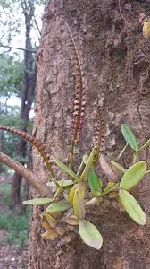 Image result for Bulbophyllum scaberulum