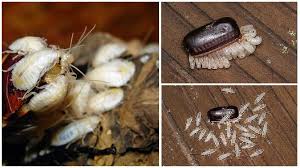 Maybe you would like to learn more about one of these? Oeufs De Cafards A Quoi Ils Ressemblent Et Combien Eclosent D Un Ootek