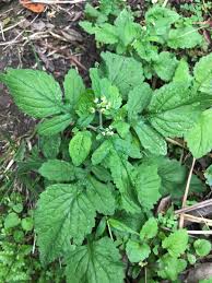 Image result for Dichrocephala