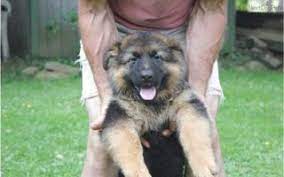 Parents elbows and hips certified by the othopedic foundation for animals. German Shepherd Puppies In Cleveland Ohio