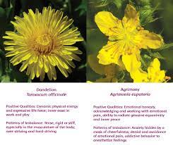 Based On A Video Interview By Alli Sievers Interview Transcript Edited By Jann Garitty Recognizing The Emotional Component Of Wellness Clearing Energy Between Patient Appointments Dandelion Dynamo Mugwort Moon Magic Used Extensively To Help