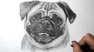 1280 x 720 jpeg 114 кб. How To Draw A Dog Pug Youtube