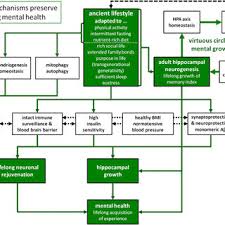 For the present study, we selected participants whose baseline data were available on diet, lifestyle factors, genetics (i.e., apoe ε4), and . Natural Mechanisms Preserve Lifelong Mental Health Our Genetic Download Scientific Diagram