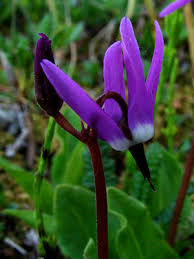 Image result for Primula 1982 Fleet