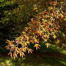 Vibrant maple leaves in golden-orange and red autumn hues for Tennessee privacy trees