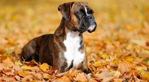 Boxer Breed Information Traits Facts Temperament More