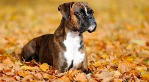 boxer breed information traits facts temperament more