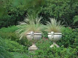 Image result for Polystachya tenuissima