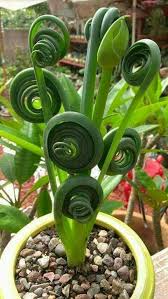 Pin By Margrit On Home Plants Unusual Plants Cool Plants