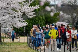 Learn about the festival events and things to do on the tidal basin. Amid Coronavirus Lockdowns Cherry Blossoms Draw Crowds In D C Tokyo
