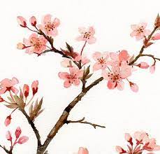 Cherry Blossom Watercolor Blossoms Art Cherry Blossom Painting Cherry Blossom Art