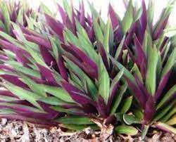 Oyster Plant Moses In The Cradle 3 Etsy In 2021 Garden Border Plants Plants Border Plants