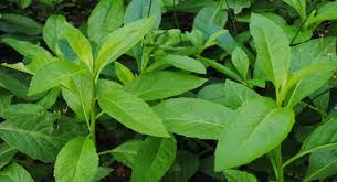 Daun ini banyak ditemui di wilayah tropis seperti indonesia.daun sambung nyawa memiliki sejumlah manfaat seperti meyehatkan jantung, ginjal. Daun Sambung Nyawa Dan Manfaatnya Palontaraq