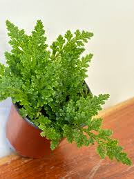 Image result for Selaginella congoensis