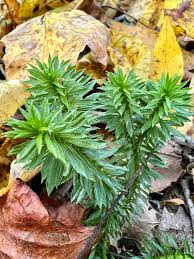 Image result for Huperzia gnidioides