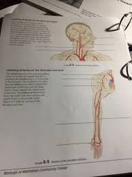 Arteries in the neck diagram, common carotid artery branches, external carotid artery function, how many carotid arteries, left common carotid artery function, the left common carotid artery supplies blood to the, what does the external carotid artery supply, what regions of the body are supplied blood by the external carotid artery, neck, arteries in the neck diagram, common carotid artery. Labeling Arteries Of The Neck And Head Res And Ta The Chegg Com