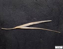 Image result for Stipagrostis uniplumis