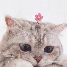 Pp kucing aesthetic couple ~ anak dari pasangan iswan herdy dan reni anggraeni. Gambar Kucing Lucu Aesthetic Fakboi Mania