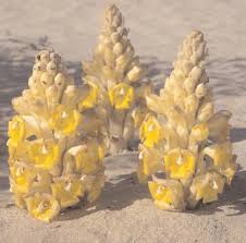 Image result for Orobanchaceae